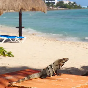 https://beautiful-studio-in-akumal-paradise-wifi-ac.allrivieramayahotels.com